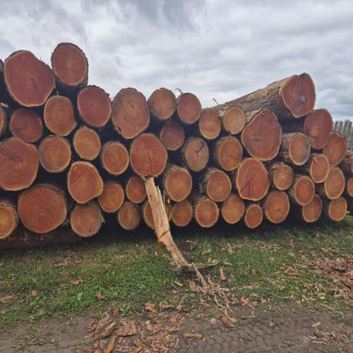 Брус и доска естественной влажности из лиственницы - /files/catalogproducts/289-лес 5.jpg